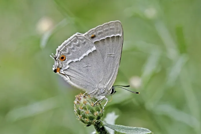 Gerahmter Druck : Neozephyrus quercus, Quercusia quercus Gerahmter Druck : Neozephyrus quercus, Quercusia quercus