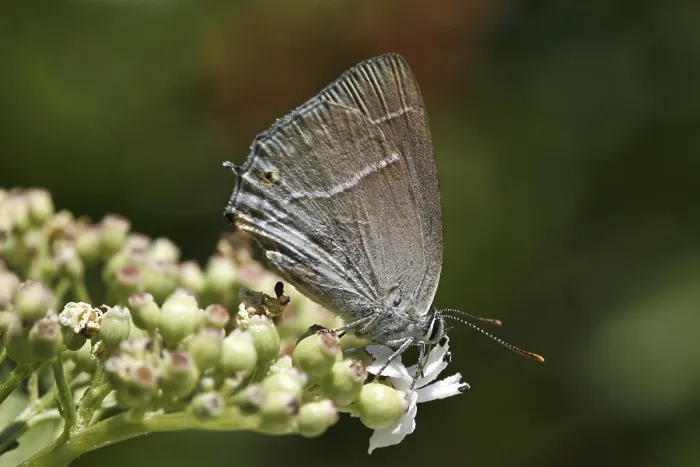 Gerahmter Druck : Neozephyrus quercus, Quercusia quercus Gerahmter Druck : Neozephyrus quercus, Quercusia quercus