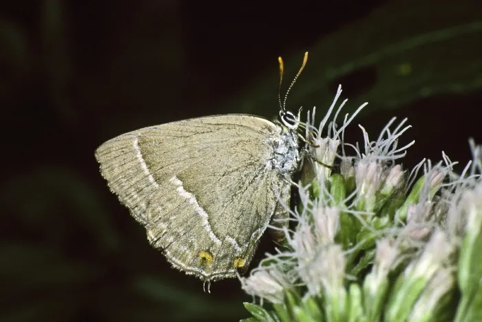 Gerahmter Druck : Neozephyrus quercus, Quercusia quercus Gerahmter Druck : Neozephyrus quercus, Quercusia quercus