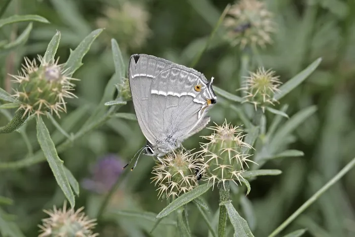 Gerahmter Druck : Neozephyrus quercus, Quercusia quercus Gerahmter Druck : Neozephyrus quercus, Quercusia quercus