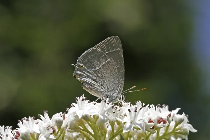 Gerahmter Druck : Neozephyrus quercus, Quercusia quercus Gerahmter Druck : Neozephyrus quercus, Quercusia quercus