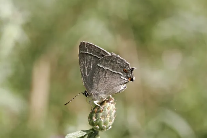 Gerahmter Druck : Neozephyrus quercus, Quercusia quercus Gerahmter Druck : Neozephyrus quercus, Quercusia quercus