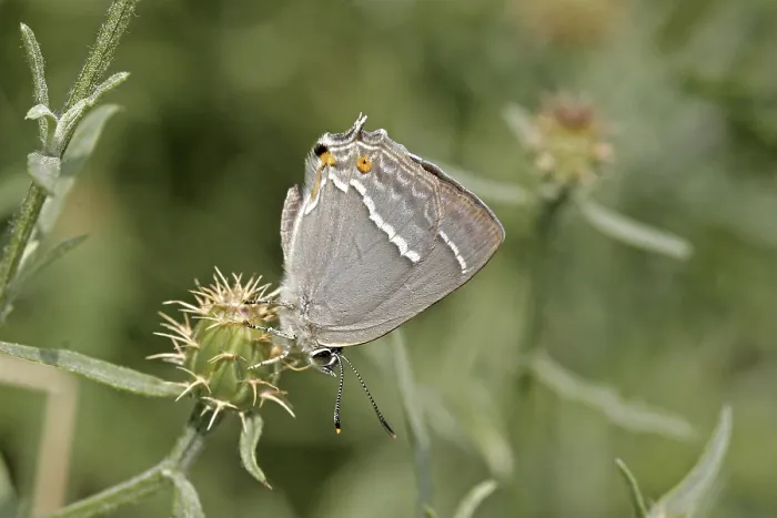 Gerahmter Druck : Neozephyrus quercus, Quercusia quercus Gerahmter Druck : Neozephyrus quercus, Quercusia quercus