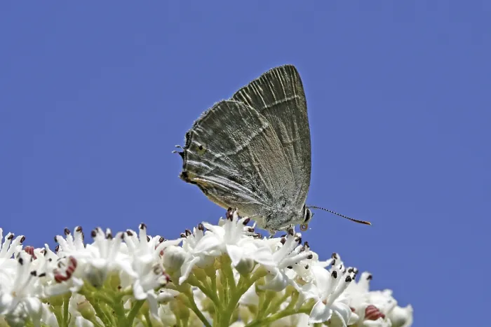 Gerahmter Druck : Neozephyrus quercus, Quercusia quercus Gerahmter Druck : Neozephyrus quercus, Quercusia quercus