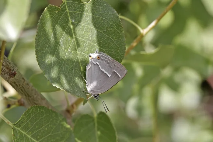 Gerahmter Druck : Neozephyrus quercus, Quercusia quercus Gerahmter Druck : Neozephyrus quercus, Quercusia quercus