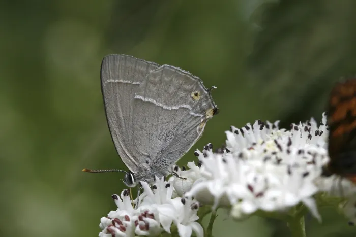 Gerahmter Druck : Neozephyrus quercus, Quercusia quercus Gerahmter Druck : Neozephyrus quercus, Quercusia quercus