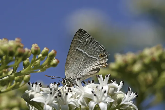 Gerahmter Druck : Neozephyrus quercus, Quercusia quercus Gerahmter Druck : Neozephyrus quercus, Quercusia quercus