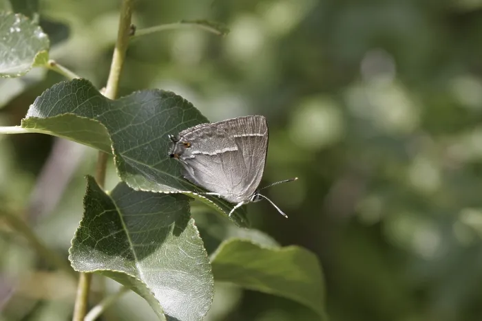 Gerahmter Druck : Neozephyrus quercus, Quercusia quercus Gerahmter Druck : Neozephyrus quercus, Quercusia quercus