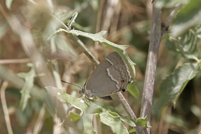 Gerahmter Druck : Neozephyrus quercus, Quercusia quercus Gerahmter Druck : Neozephyrus quercus, Quercusia quercus