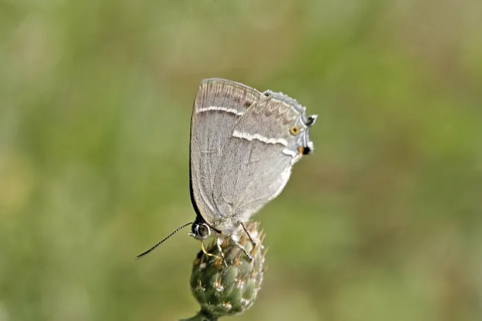 Gerahmter Druck : Neozephyrus quercus, Quercusia quercus Gerahmter Druck : Neozephyrus quercus, Quercusia quercus