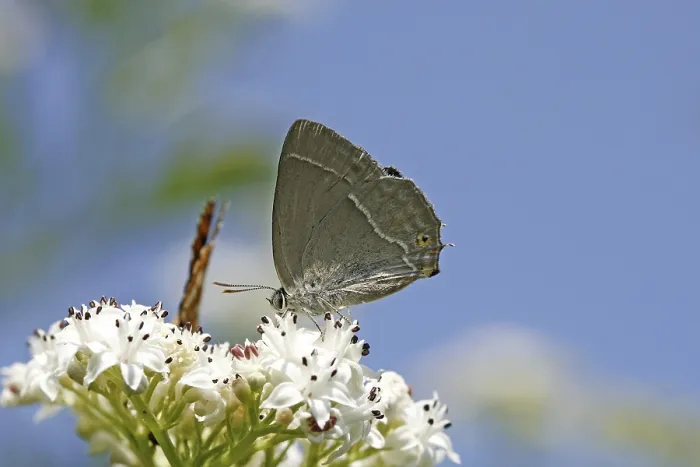 Gerahmter Druck : Neozephyrus quercus, Quercusia quercus Gerahmter Druck : Neozephyrus quercus, Quercusia quercus