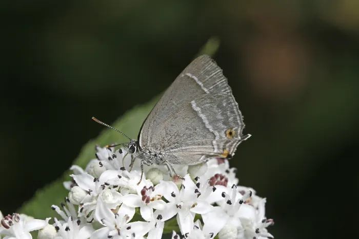 Gerahmter Druck : Neozephyrus quercus, Quercusia quercus Gerahmter Druck : Neozephyrus quercus, Quercusia quercus