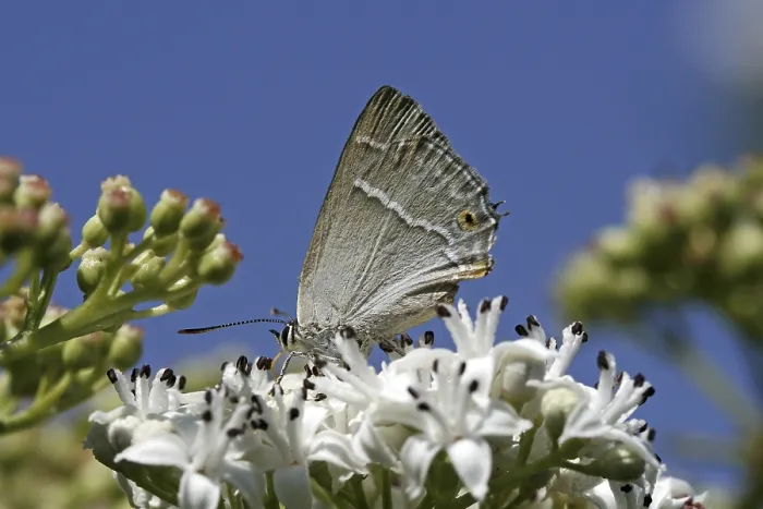 Gerahmter Druck : Neozephyrus quercus, Quercusia quercus Gerahmter Druck : Neozephyrus quercus, Quercusia quercus