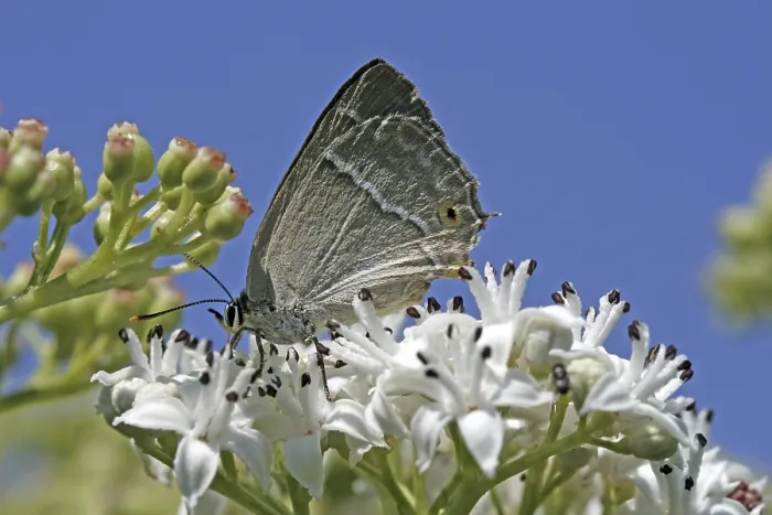 Gerahmter Druck : Neozephyrus quercus, Quercusia quercus Gerahmter Druck : Neozephyrus quercus, Quercusia quercus