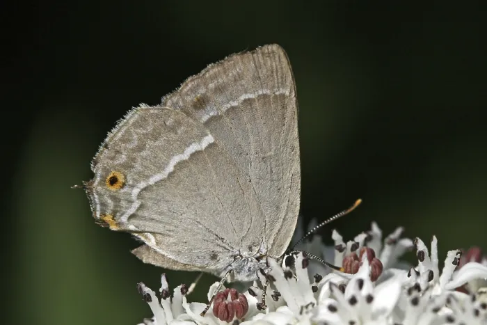 Gerahmter Druck : Neozephyrus quercus, Quercusia quercus Gerahmter Druck : Neozephyrus quercus, Quercusia quercus