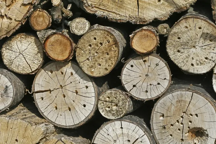 Gerahmter Druck : Wildbienen-Nisthilfe Gerahmter Druck : Wildbienen-Nisthilfe