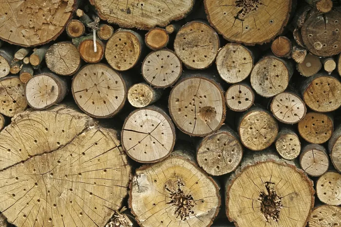 Gerahmter Druck : Wildbienen-Nisthilfen Gerahmter Druck : Wildbienen-Nisthilfen