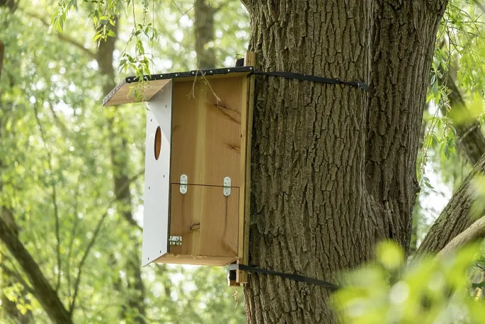 Gerahmter Druck : Nistkasten, Baum, Biosphärenreservat Gerahmter Druck : Nistkasten, Baum, Biosphärenreservat