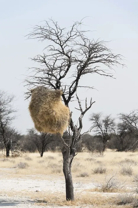 Gerahmter Druck : Nistkolonie hängt in einem Baum. Gerahmter Druck : Nistkolonie hängt in einem Baum.