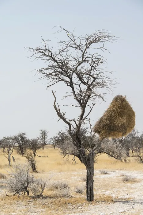 Gerahmter Druck : Nistkolonie in einem hängenden Baum. Gerahmter Druck : Nistkolonie in einem hängenden Baum.
