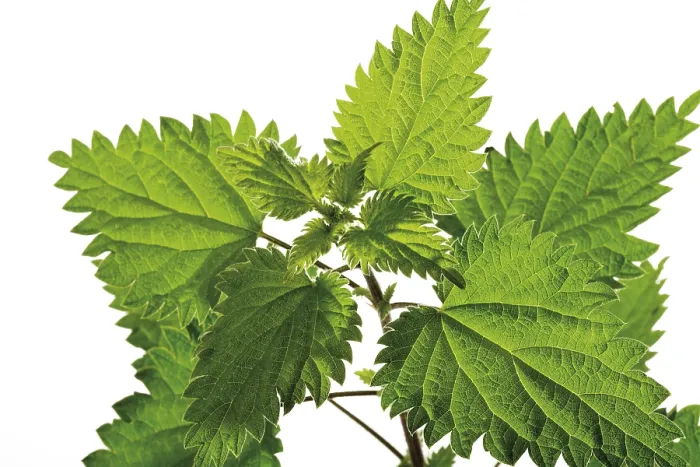 Gerahmter Druck : Beinwell (Urtica) Gerahmter Druck : Beinwell (Urtica)