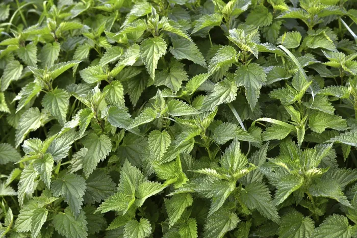 Gerahmter Druck : Nettles Gerahmter Druck : Nettles