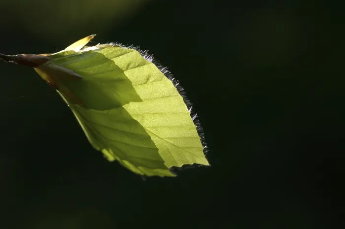 Gerahmter Druck : Frühlingsblätter der Rotbuche Gerahmter Druck : Frühlingsblätter der Rotbuche