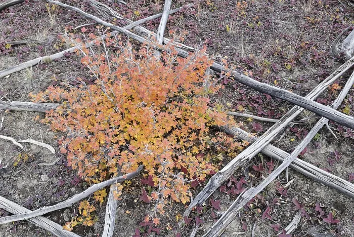 Gerahmter Druck : Neuer Wuchs nach einem Waldbrand. Gerahmter Druck : Neuer Wuchs nach einem Waldbrand.