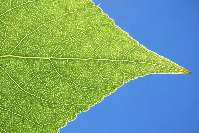 Gerahmter Druck : Schöne Makrofotografie eines großen grünen Blattes. Gerahmter Druck : Schöne Makrofotografie eines großen grünen Blattes.