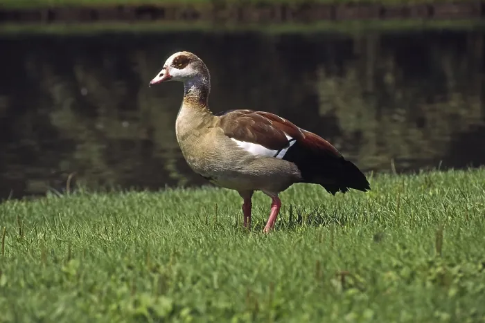 Gerahmter Druck : Der Nilgans Gerahmter Druck : Der Nilgans
