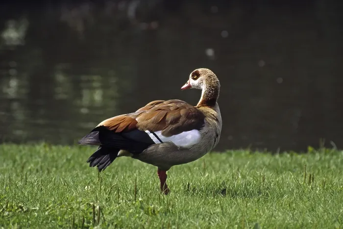 Gerahmter Druck : Nils-Gans. Ein majestätischer Nilgans, der sich in seinem natürlichen Habitat