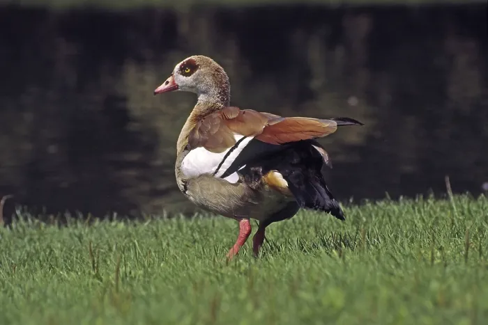 Gerahmter Druck : Nilschwanzgans (Alopochen aegyptiacus)