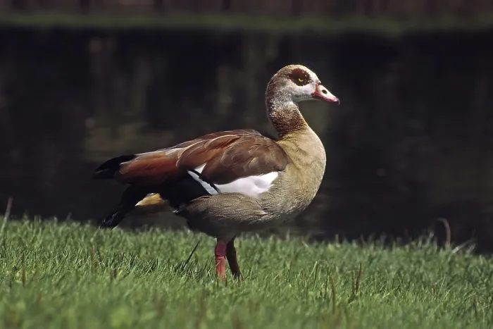 Gerahmter Druck : Nilschwanzgans