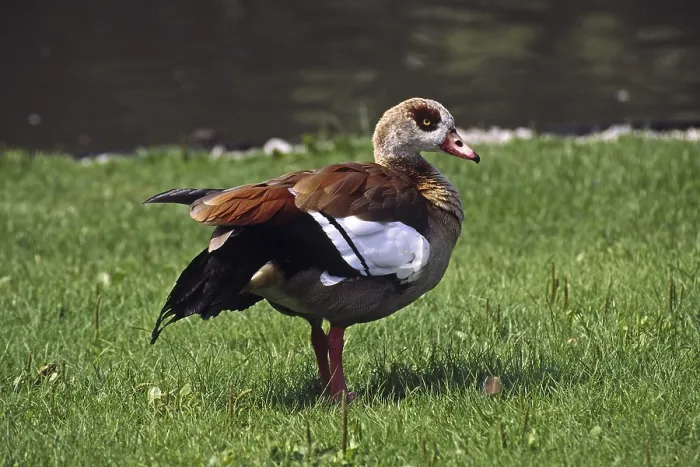 Gerahmter Druck : Nils-Gans. Ein prächtiger Nilgans, der sich in seinem natürlichen Lebensraum wohlfühlt