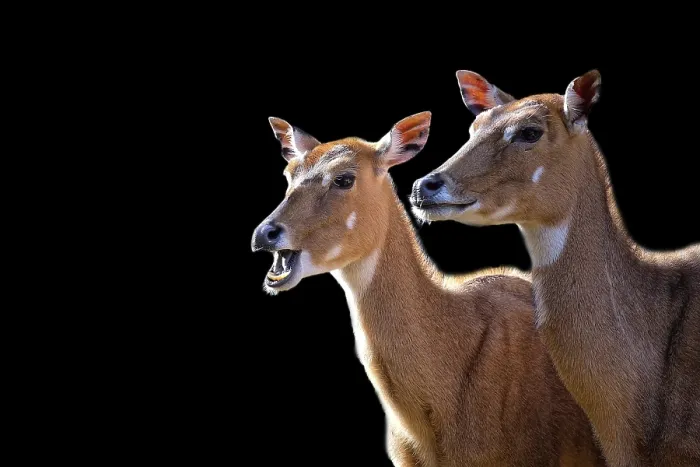 Gerahmter Druck : Zwei Nilgai auf schwarzem Hintergrund. Gerahmter Druck : Zwei Nilgai auf schwarzem Hintergrund.