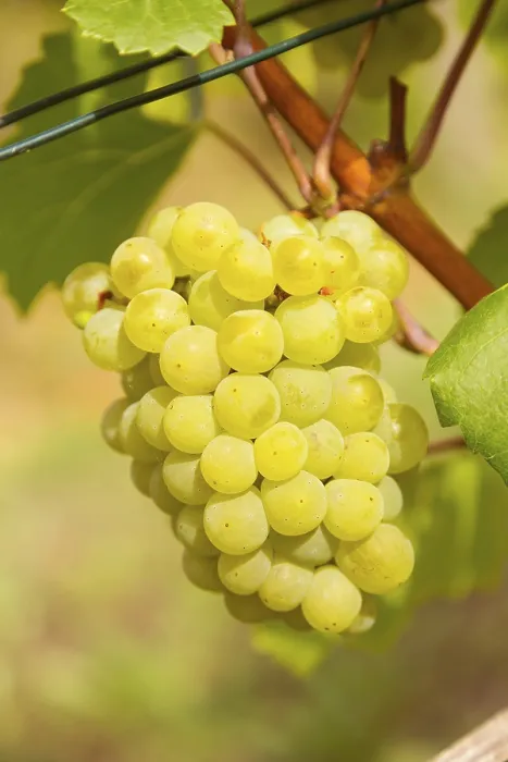 Gerahmter Druck : Edler Weinrebe (Vitis vinifera subsp) Gerahmter Druck : Edler Weinrebe (Vitis vinifera subsp)