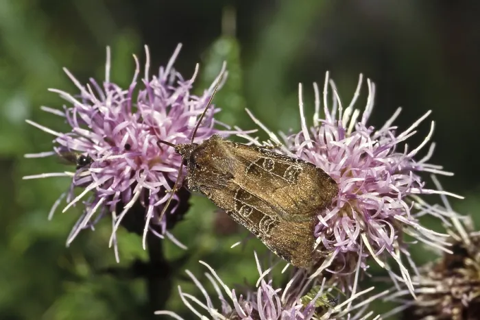 Gerahmter Druck : Noctua cuprea Gerahmter Druck : Noctua cuprea