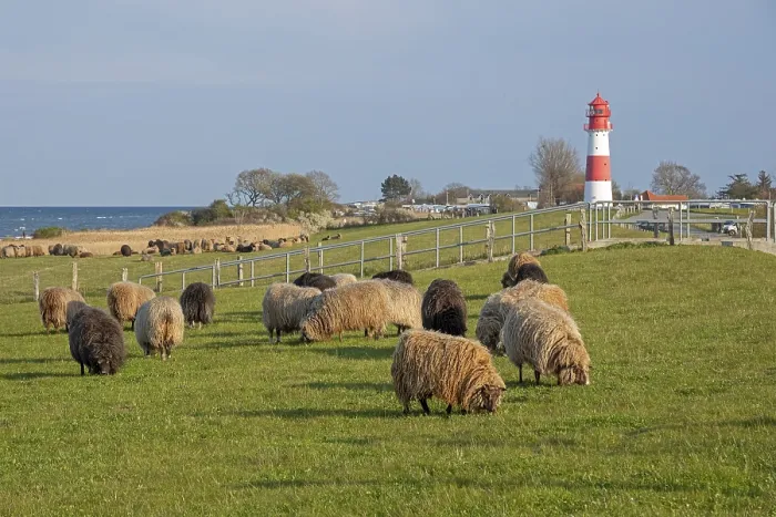 Gerahmter Druck : Norwegische Schafe vor Leuchtturm, Falshoft, Geltinger Bucht, Schleswig-Holstein, Deutschland Gerahmter Druck : Norwegische Schafe vor Leuchtturm, Falshoft, Geltinger Bucht, Schleswig-Holstein, Deutschland