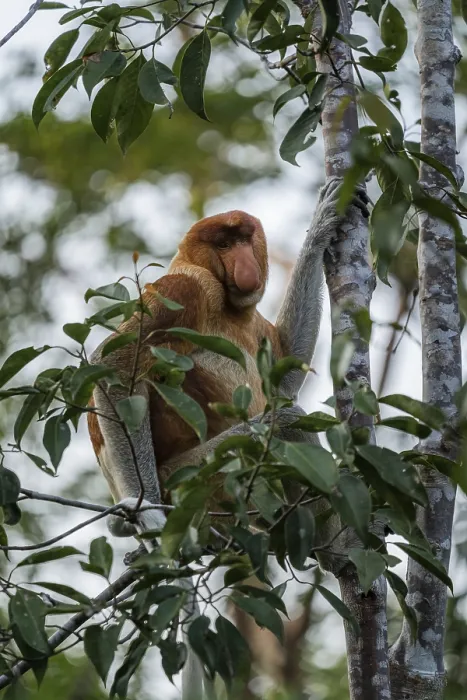 Gerahmter Druck : Naseaffen hängen an einem Baum, Tanjun Puting Nationalpark, Westkalimantan, Indonesien Gerahmter Druck : Naseaffen hängen an einem Baum, Tanjun Puting Nationalpark, Westkalimantan, Indonesien