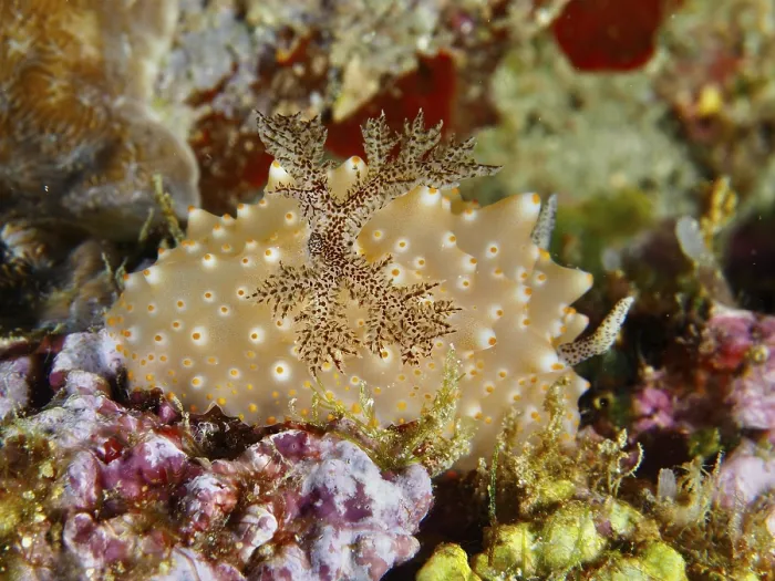 Gerahmter Druck : Nudibranch mit natürlichen Mustern. Gerahmter Druck : Nudibranch mit natürlichen Mustern.