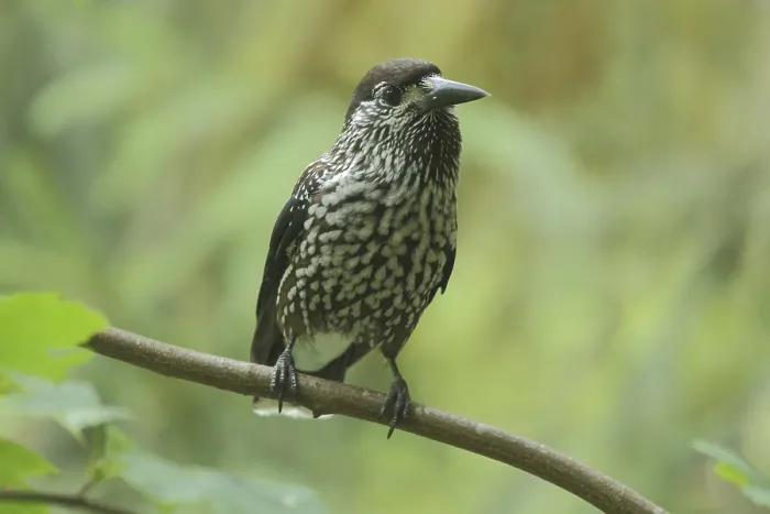 Gerahmter Druck : Nussknacker (Nucifraga caryocatactes) Gerahmter Druck : Nussknacker (Nucifraga caryocatactes)