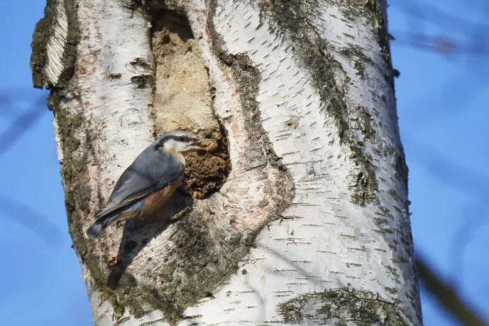 Gerahmter Druck : Nuthatch baut sein Nesthöhlenloch. Gerahmter Druck : Nuthatch baut sein Nesthöhlenloch.