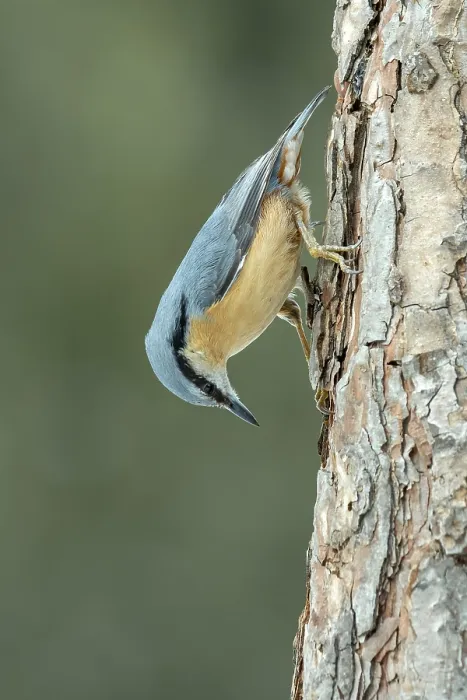 Gerahmter Druck : Europäischer Eichelhäher (Sitta europaea), Kopf nach unten an einem Tannenbaum Gerahmter Druck : Europäischer Eichelhäher (Sitta europaea), Kopf nach unten an einem Tannenbaum