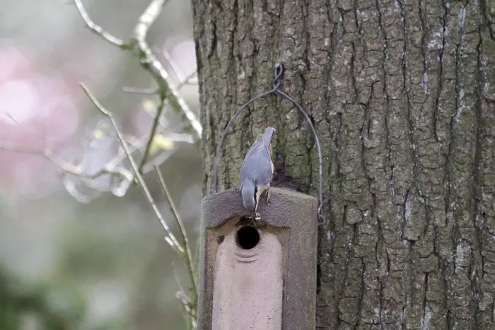 Gerahmter Druck : Nuthatch (Sitta europaea), Nestkasten.