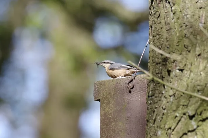 Gerahmter Druck : Nuthatch (Sitta europaea), Nestkasten. Gerahmter Druck : Nuthatch (Sitta europaea), Nestkasten.