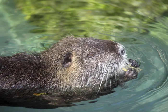 Gerahmter Druck : Nutria Gerahmter Druck : Nutria