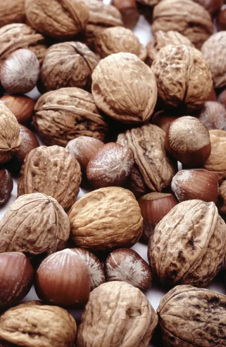 Gerahmter Druck : Nuts Gerahmter Druck : Nuts