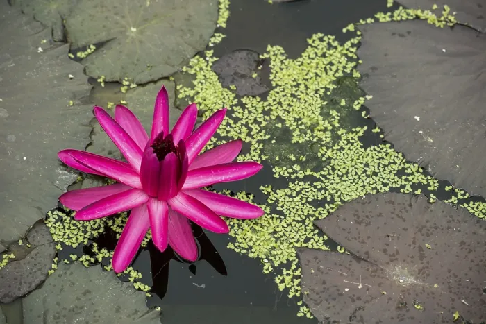 Gerahmter Druck : Nymphaea Red Flare Gerahmter Druck : Nymphaea Red Flare
