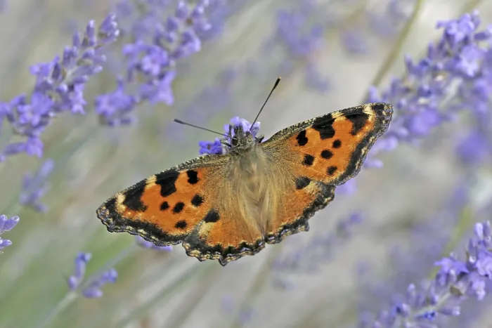 Gerahmter Druck : Nymphalis polychlorus, Fuchs Gerahmter Druck : Nymphalis polychlorus, Fuchs