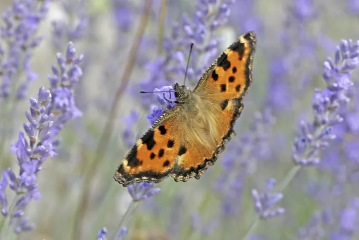 Gerahmter Druck : Nymphalis polychlorus, Fuchs Gerahmter Druck : Nymphalis polychlorus, Fuchs
